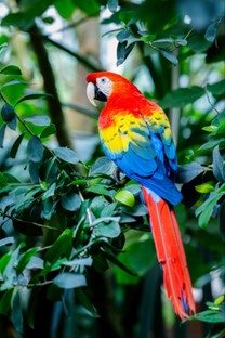 The vibrant colours of the scarlet macaw arise from yellow and red pigments unique to parrots, called psittacofulvins. Variation in the amount of these pigments is regulated by a single enzyme, originally used as a detox mechanism. Credit: Petr Juracka.
 