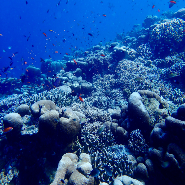 Vibrant marine life in the Coral Triangle region of Sabah, Malaysia, showcasing the area's remarkable biodiversity. (Photo credit: David M. Baker) 