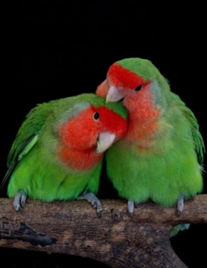 Rosy-faced lovebirds are common and colourful household pets. Parrots such as these utilise unique yellow and red pigments to become colourful, and this variation is regulated by a single enzyme originally used as a detox mechanism. Photo Credit: Pedro Miguel Araújo.
 